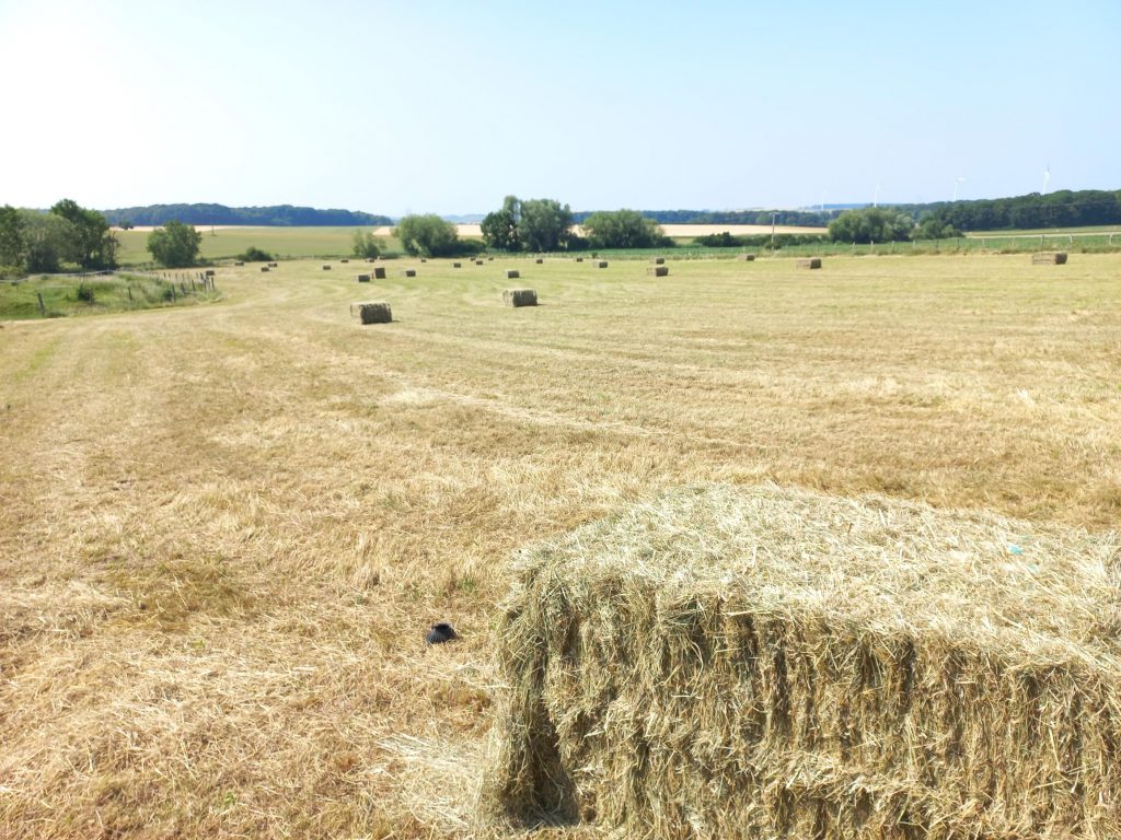 un grand pré